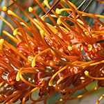 Grevillea