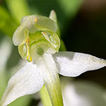 Grünliche Waldhyazinthe Grünliche Waldhyazinthe