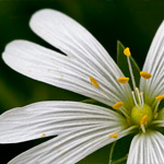 Große Sternmiere Große Sternmiere