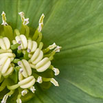 Helleborus bocconei Helleborus bocconei