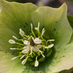 Helleborus x sternii