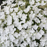 Waldhortensie Waldhortensie