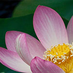 Indische Lotosblume Indische Lotosblume
