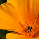 Kalifornischer Mohn