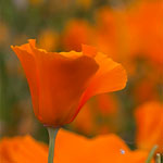 Kalifornischer Mohn