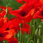 Klatschmohn Klatschmohn