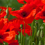 Klatschmohn