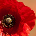 Klatschmohn