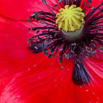 Klatschmohn