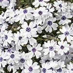 Polsterphlox