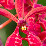 Renanthera philippinensis