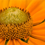 Rudbeckia