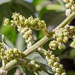 Schefflera Schefflera