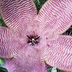 Seesternblume Seesternblume