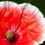 Seidenmohn