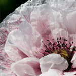 Seidenmohn