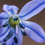 Sibirischer Blaustern Sibirischer Blaustern