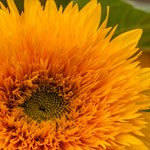 Sonnenblume Sonnenblume