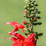 Texas_Salbei Texas_Salbei