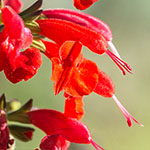 Texas_Salbei Texas_Salbei