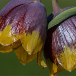 Türkische Schachbrettblume