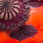 Türkischer Mohn