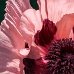 Türkischer Mohn