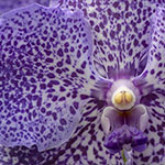 Vanda Orchidee