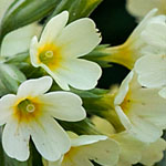 Waldschlüsselblume Waldschlüsselblume