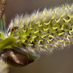 Weidenkätzchen Wildform