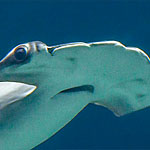Bogenstirn-Hammerhai