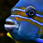 Ring-Kaiserfisch Ring-Kaiserfisch