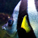 Gemeiner Wimpelfisch Gemeiner Wimpelfisch
