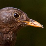 Amsel