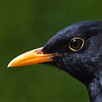 Amsel