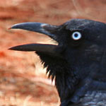 Australian Raven