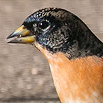 Bergfink