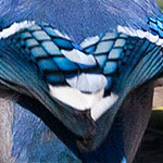 Blauhäher Blauhäher