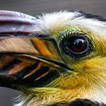 Celebeshornvogel Celebeshornvogel