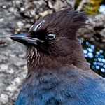 Diademhäher Diademhäher