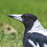 Flötenvogel