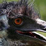 Großer Emu