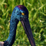 Jabiru Storch