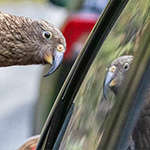 Kea