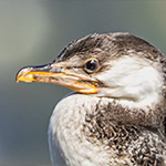 Kräuselscharbe