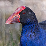 Purpurhuhn