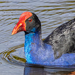 Purpurhuhn