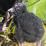 Purpurhuhn