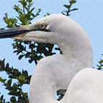 Silberreiher Silberreiher
