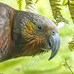 Waldpapagei